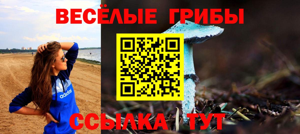Псилоцибиновые грибы Psilocybe Братск